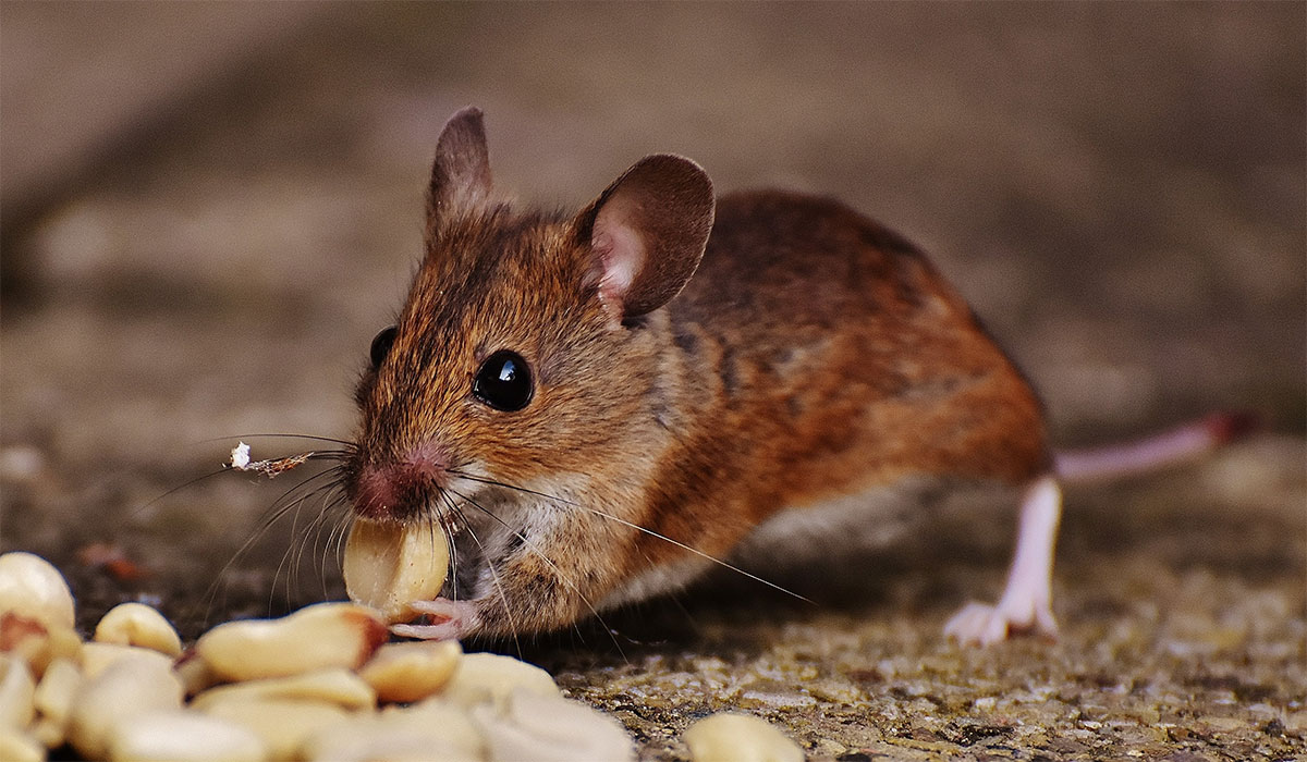 Keep Your Home Rodent Free