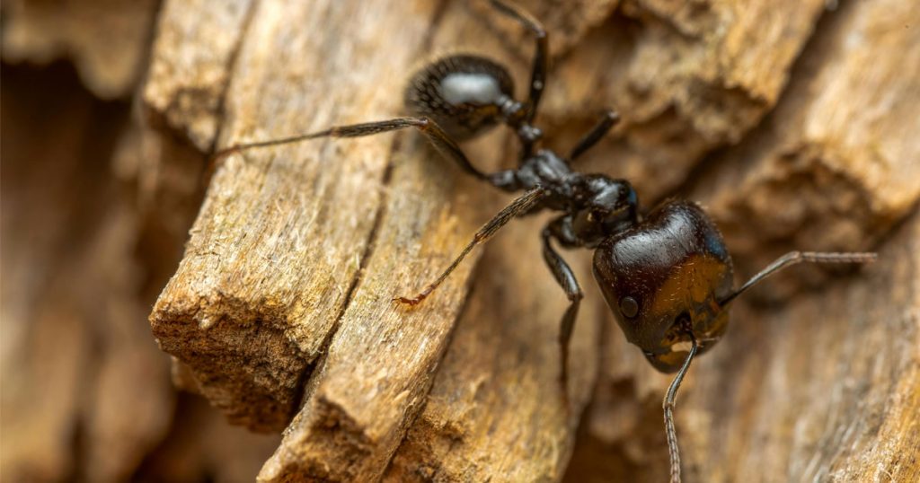 Carpenter Ant Pest Control: How to Protect Your Home from These Wood-Destroying Invaders