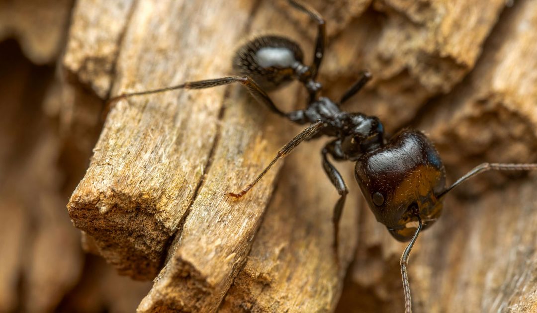 Carpenter Ant Pest Control: How to Protect Your Home from These Wood-Destroying Invaders