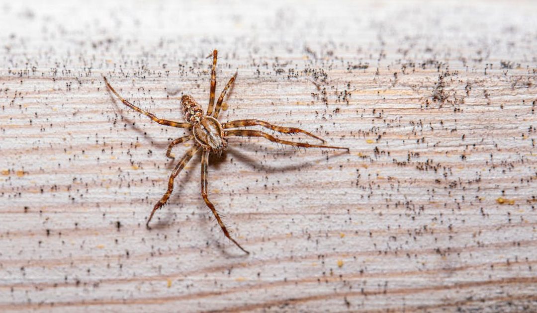 Pest Control for Wood Spiders: Keep These Large Invaders Out of Your Home