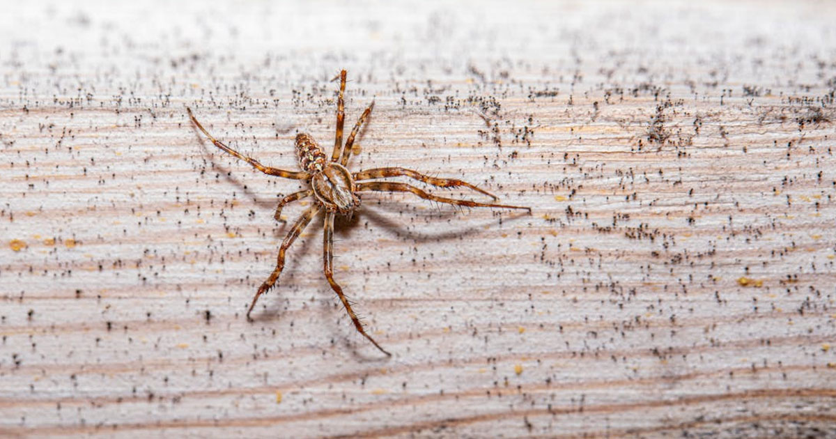Pest Control for Wood Spiders: Keep These Large Invaders Out of Your Home