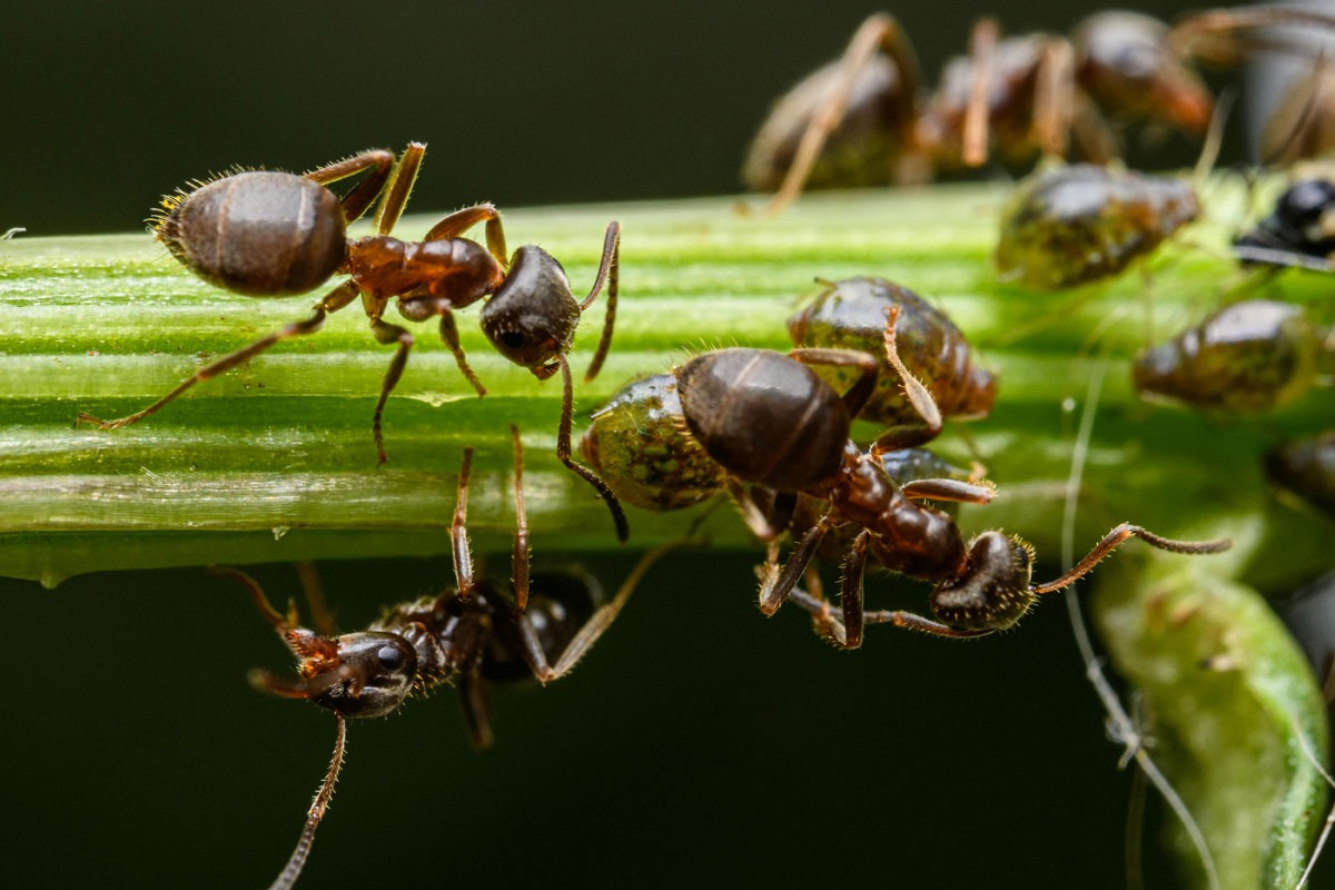 Contact CFC Pest Solutions
