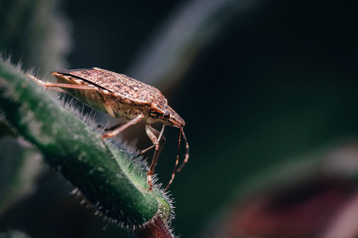 Pest Control Blog